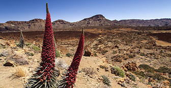 El espectáculo rojo del Parque Nacional del Teide